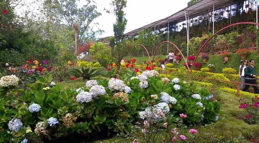 KFDC Flower garden Munnar