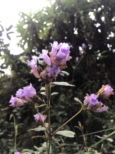 Isolated flowering of Neelakurinji spotted at Meesapulimalai