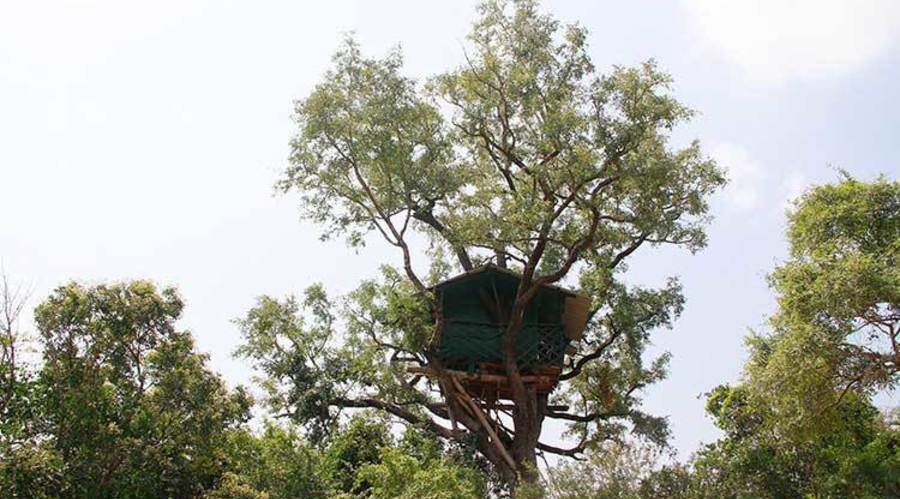 Chinnar tree house ( karakkad tree house )