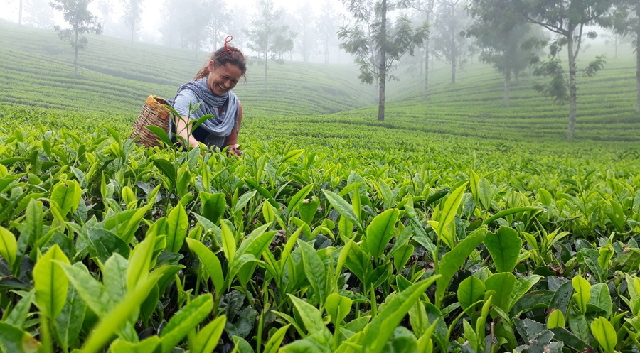Munnar Tea Trail  with factory Experience Tour 
