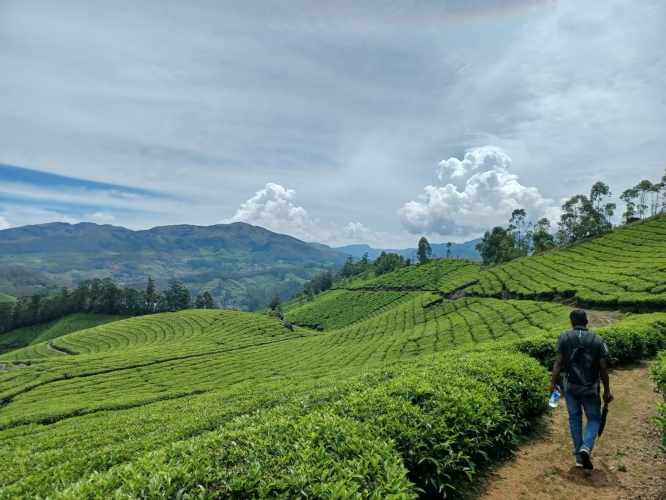 Tea Planation Walk in Munnar